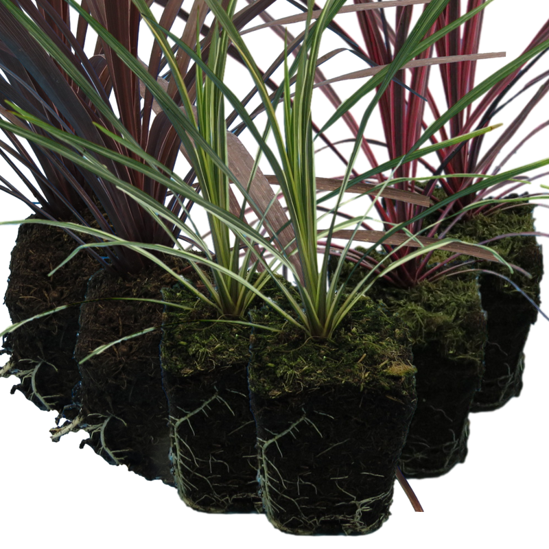 Garden-Ready Cordyline Plants - Red Star, Charlie Boy & Torbay Dazzler Mix