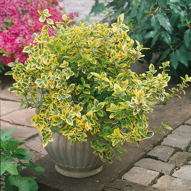 Large Plants - Euonymus Emerald Gold, Ready to Plant in Your Garden, Peat-Free
