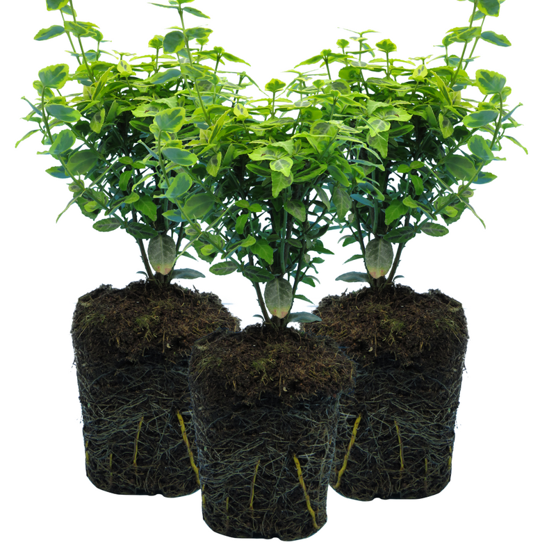 Large Plants - Euonymus Emerald Gold, Ready to Plant in Your Garden, Peat-Free