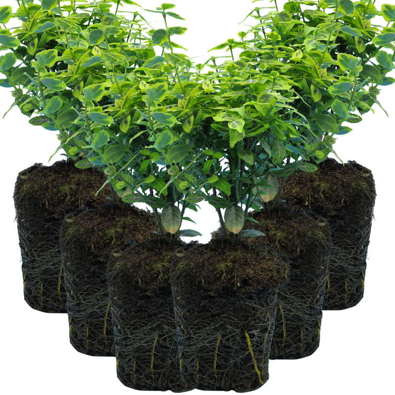 Large Plants - Euonymus Emerald Gold, Ready to Plant in Your Garden, Peat-Free