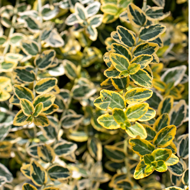 Large Plants - Euonymus Emerald Gold, Ready to Plant in Your Garden, Peat-Free