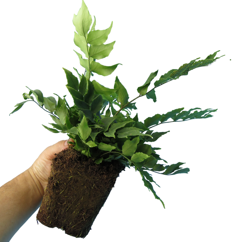Large Plants - Holly Ferns, Ready to Plant in Your Garden, Grown Peat-Free