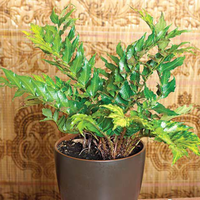 Large Plants - Holly Ferns, Ready to Plant in Your Garden, Grown Peat-Free