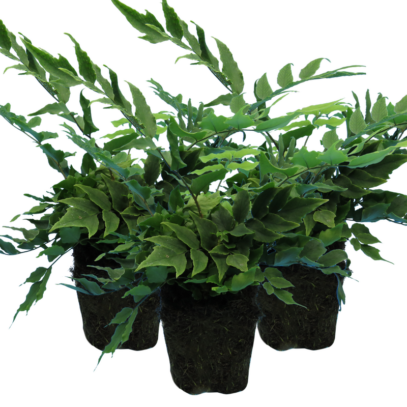 Large Plants - Holly Ferns, Ready to Plant in Your Garden, Grown Peat-Free