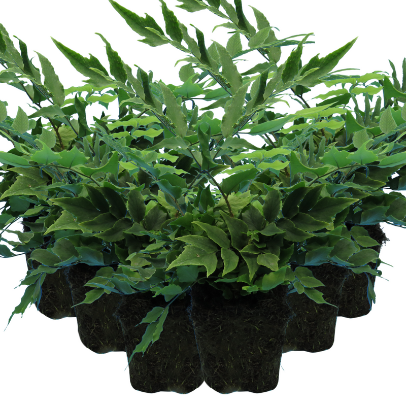 Large Plants - Holly Ferns, Ready to Plant in Your Garden, Grown Peat-Free