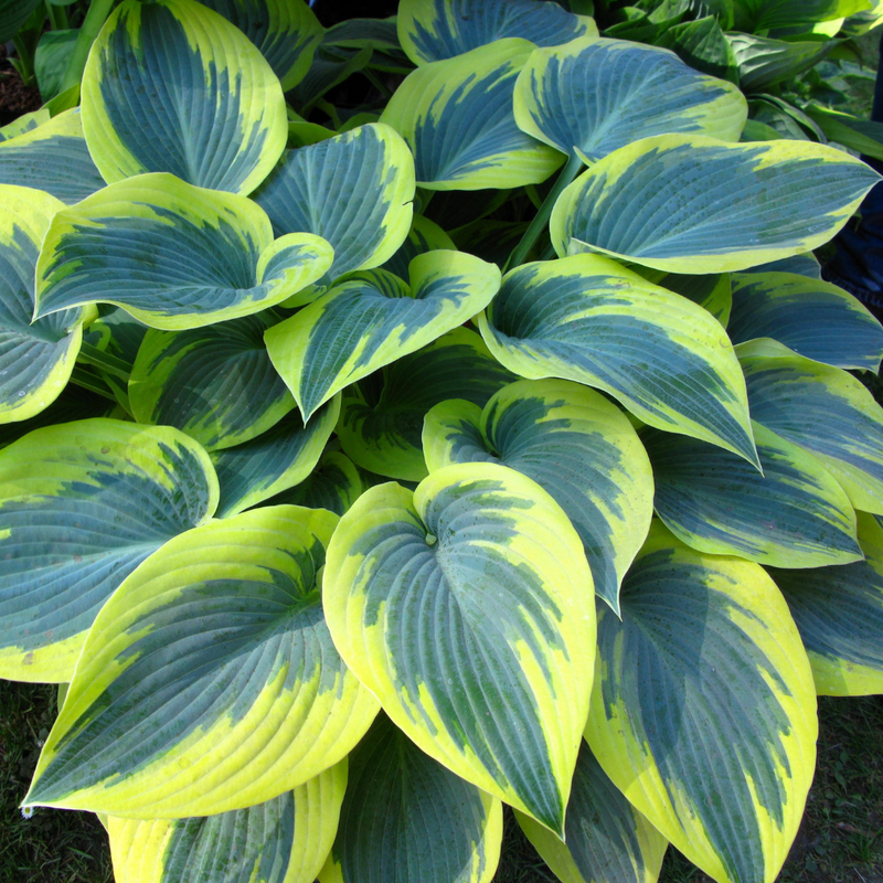 Large Plants - Hosta First Frost, Ready to Plant in Your Garden, Peat-Free