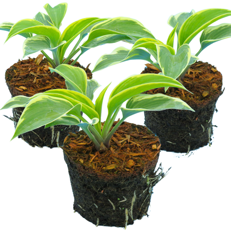 Large Plants - Hosta First Frost, Ready to Plant in Your Garden, Peat-Free