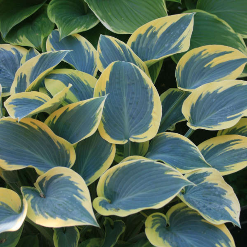 Large Plants - Hosta First Frost, Ready to Plant in Your Garden, Peat-Free