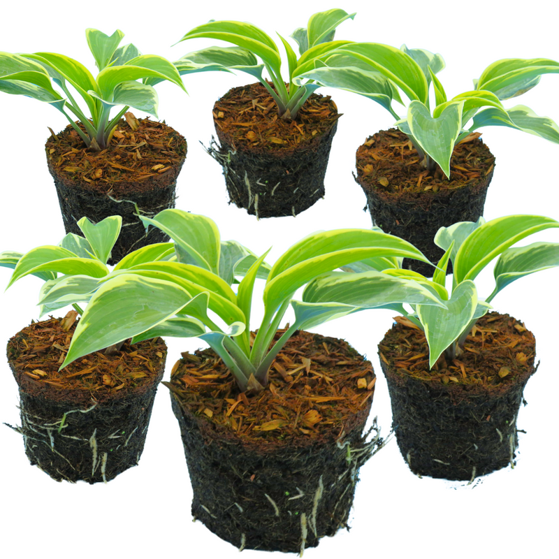 Large Plants - Hosta First Frost, Ready to Plant in Your Garden, Peat-Free