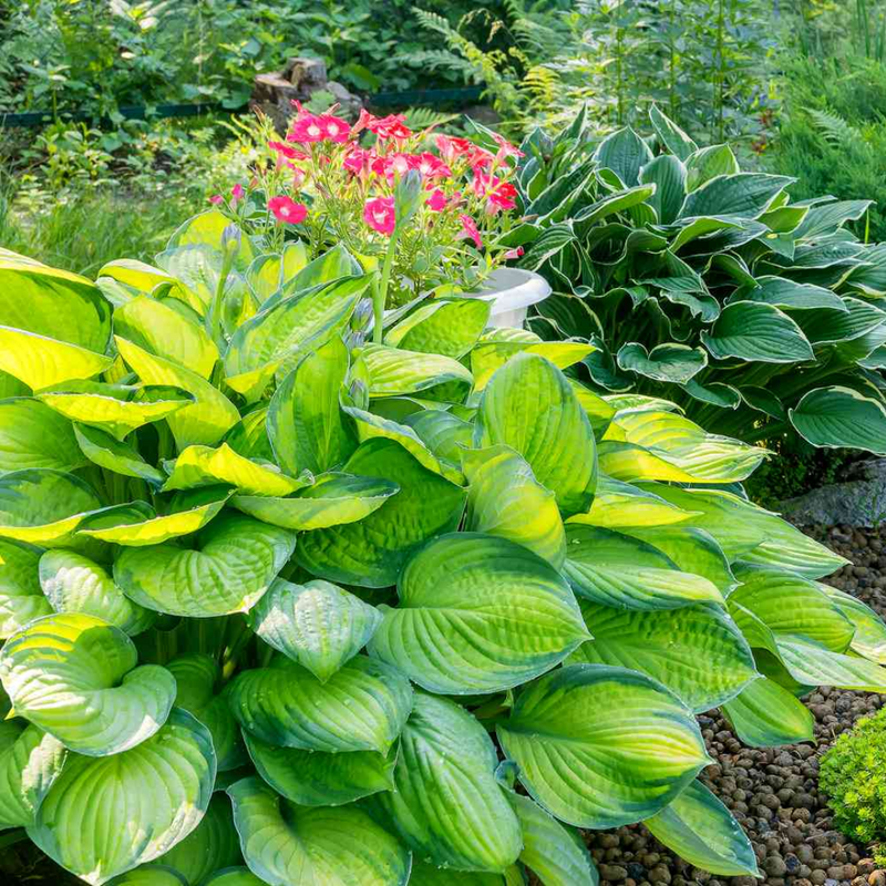 Hosta Mix, Ready to Plant in Your Garden, Hosta Francee, Hosta First Frost, Hosta Pauls Glory