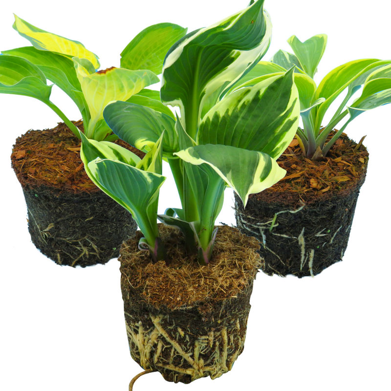 Hosta Mix, Ready to Plant in Your Garden, Hosta Francee, Hosta First Frost, Hosta Pauls Glory