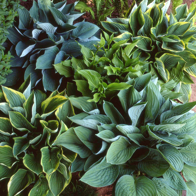 Hosta Mix, Ready to Plant in Your Garden, Hosta Francee, Hosta First Frost, Hosta Pauls Glory