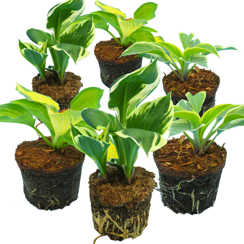 Hosta Mix, Ready to Plant in Your Garden, Hosta Francee, Hosta First Frost, Hosta Pauls Glory