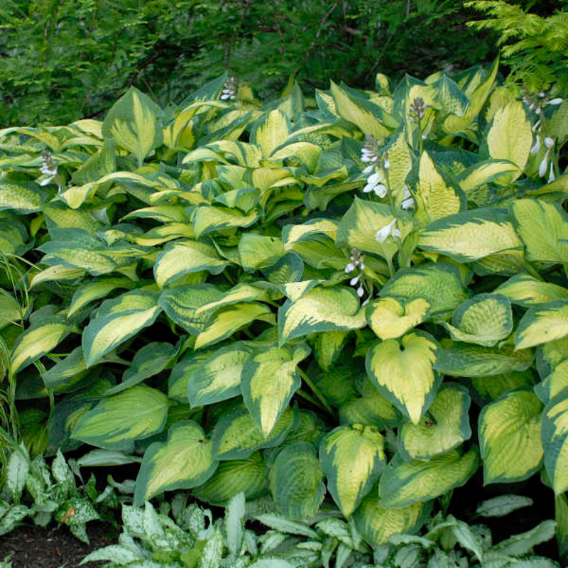Hosta Pauls Glory, Ready to Plant in Your Garden, Peat-Free