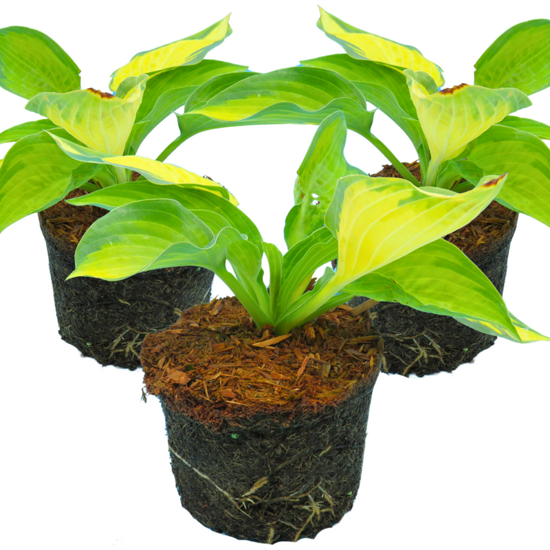 Hosta Pauls Glory, Ready to Plant in Your Garden, Peat-Free