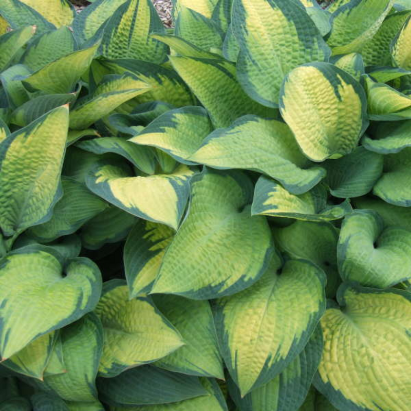 Hosta Pauls Glory, Ready to Plant in Your Garden, Peat-Free