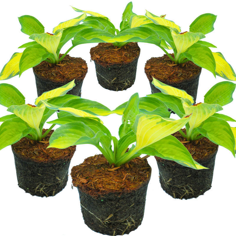Hosta Pauls Glory, Ready to Plant in Your Garden, Peat-Free