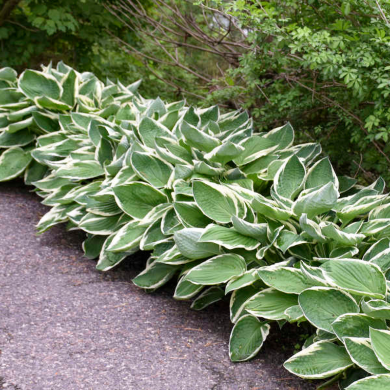 Hosta Francee, Ready to Plant in Your Garden, Peat-Free