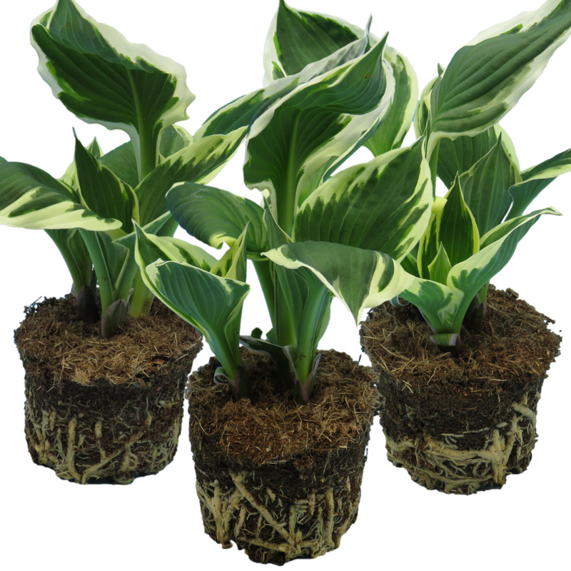 Hosta Francee, Ready to Plant in Your Garden, Peat-Free