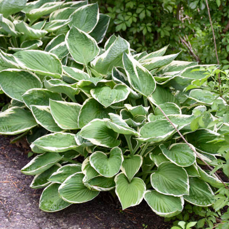 Hosta Francee, Ready to Plant in Your Garden, Peat-Free
