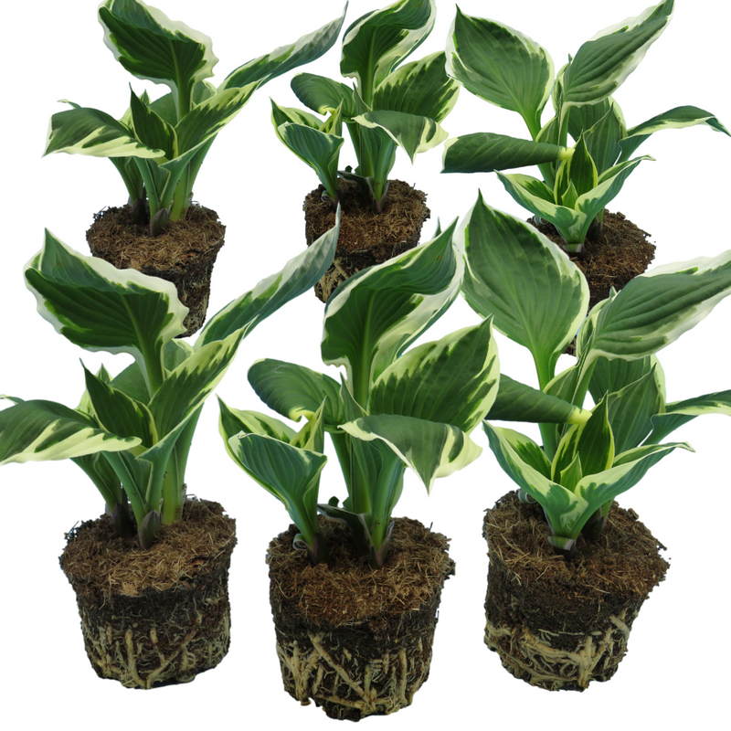 Hosta Francee, Ready to Plant in Your Garden, Peat-Free