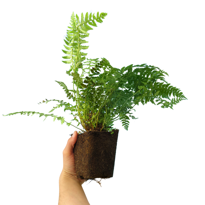Large Plants - Male Ferns, Ready to Plant in Your Garden, Grown Peat-Free