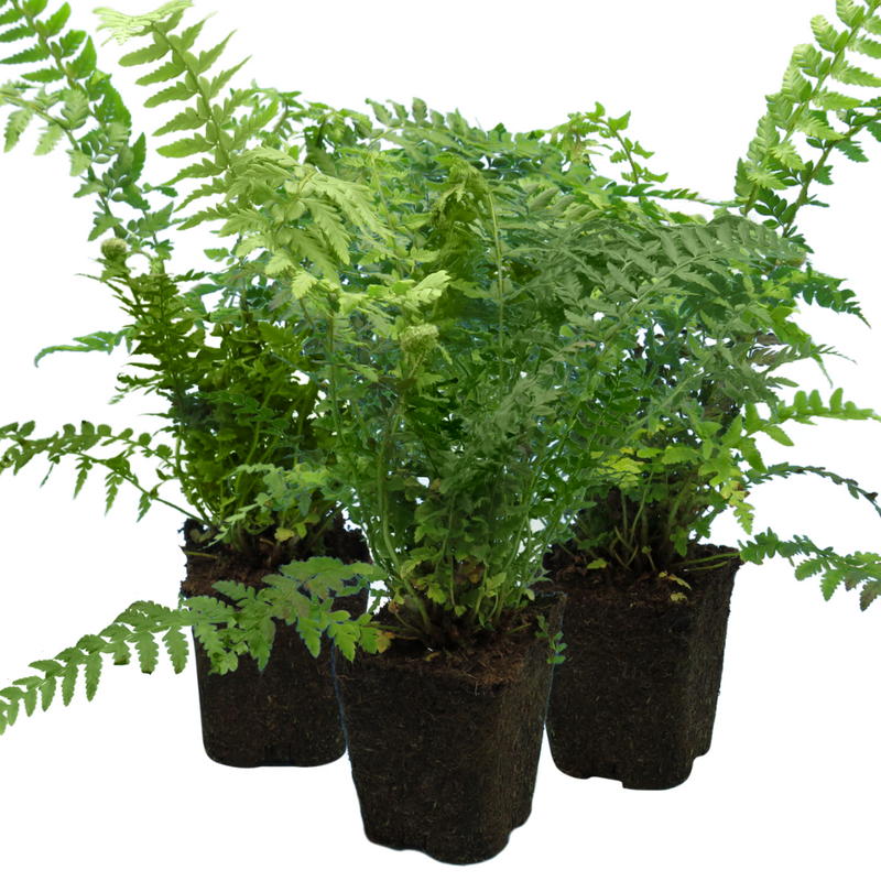 Large Plants - Male Ferns, Ready to Plant in Your Garden, Grown Peat-Free