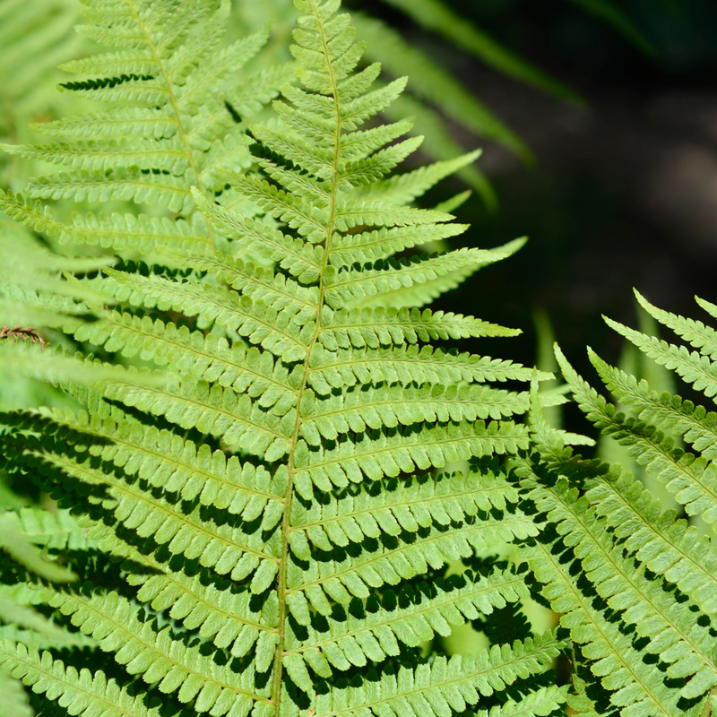 Large Plants - Male Ferns, Ready to Plant in Your Garden, Grown Peat-Free