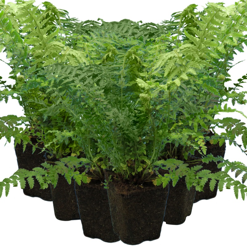 Large Plants - Male Ferns, Ready to Plant in Your Garden, Grown Peat-Free