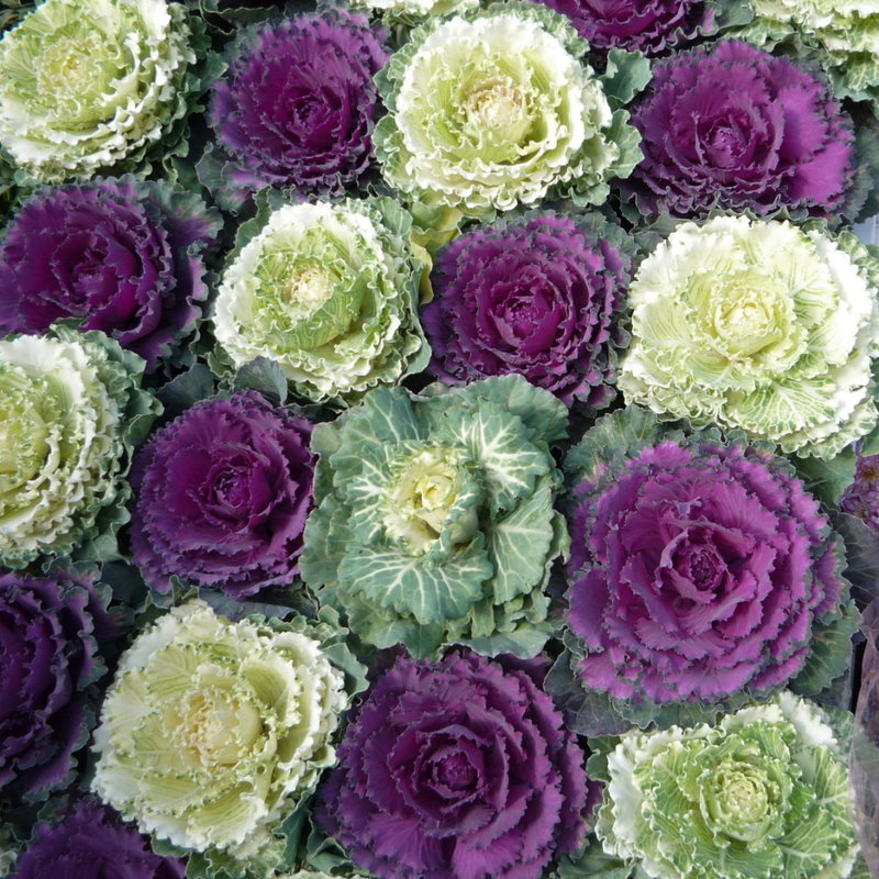 Ornamental Cabbage Growers Selection, Large Garden Ready, 1L Pot Size