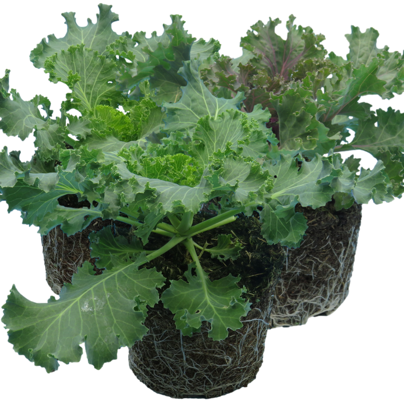 Ornamental Cabbage Growers Selection, Large Garden Ready, 1L Pot Size