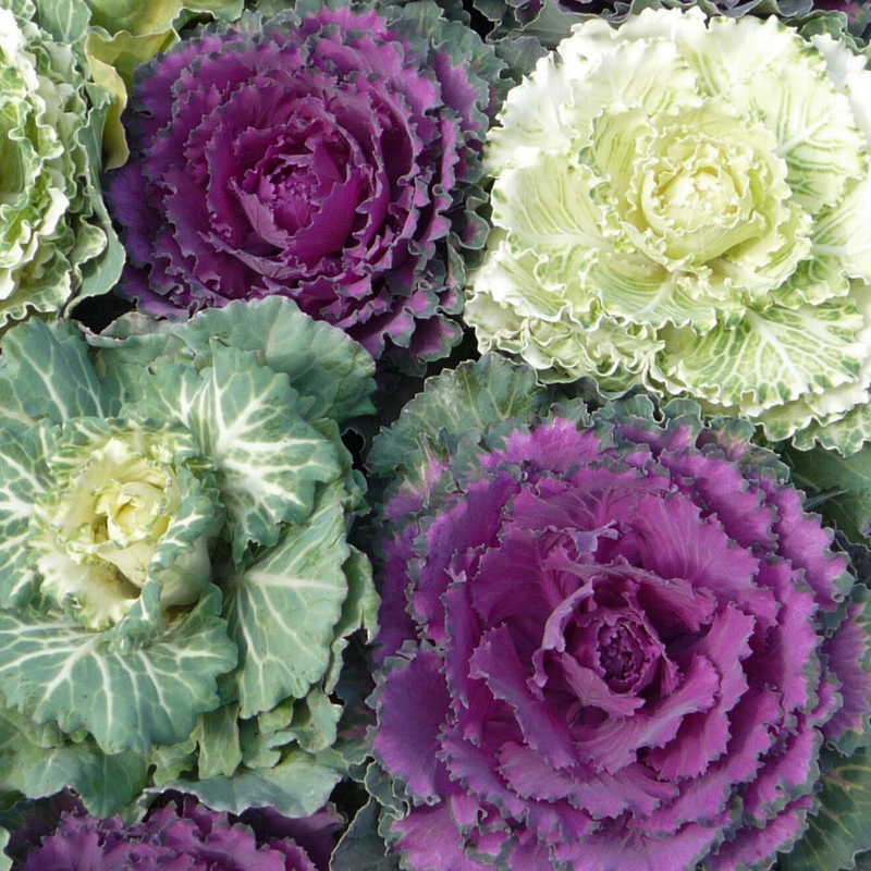 Ornamental Cabbage Growers Selection, Large Garden Ready, 1L Pot Size