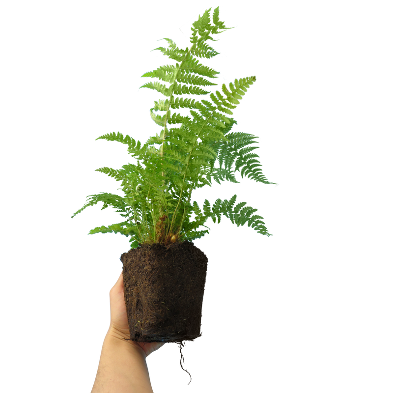 Large Plants - Shield Ferns, Ready to Plant in Your Garden, Grown Peat-Free