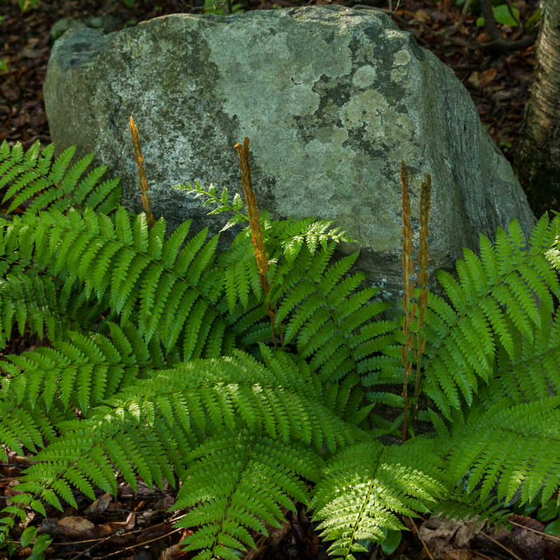 Large Plants - Shield Ferns, Ready to Plant in Your Garden, Grown Peat-Free