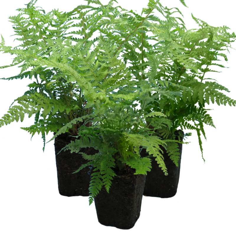 Large Plants - Shield Ferns, Ready to Plant in Your Garden, Grown Peat-Free