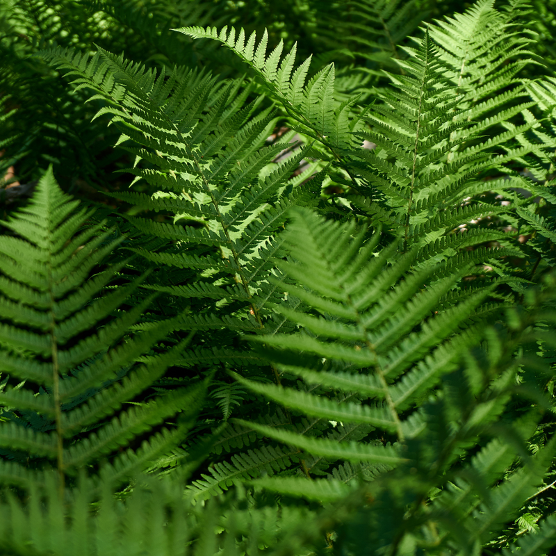 Large Plants - Shield Ferns, Ready to Plant in Your Garden, Grown Peat-Free