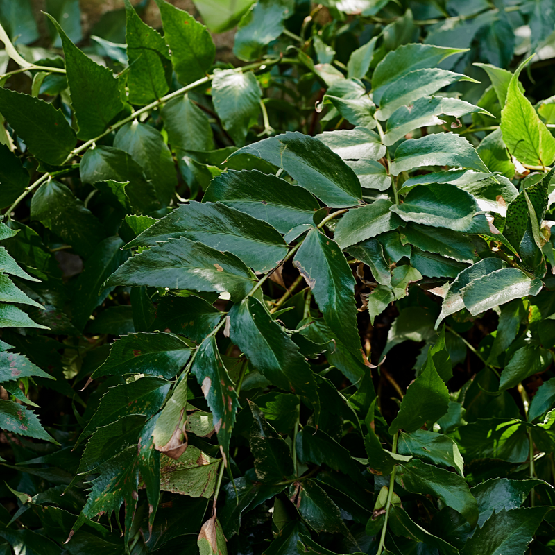 Large Plants - Holly Ferns, Ready to Plant in Your Garden, Grown Peat-Free