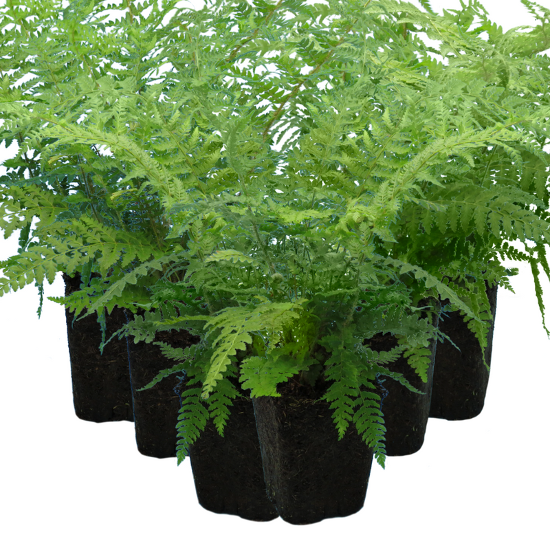 Large Plants - Shield Ferns, Ready to Plant in Your Garden, Grown Peat-Free