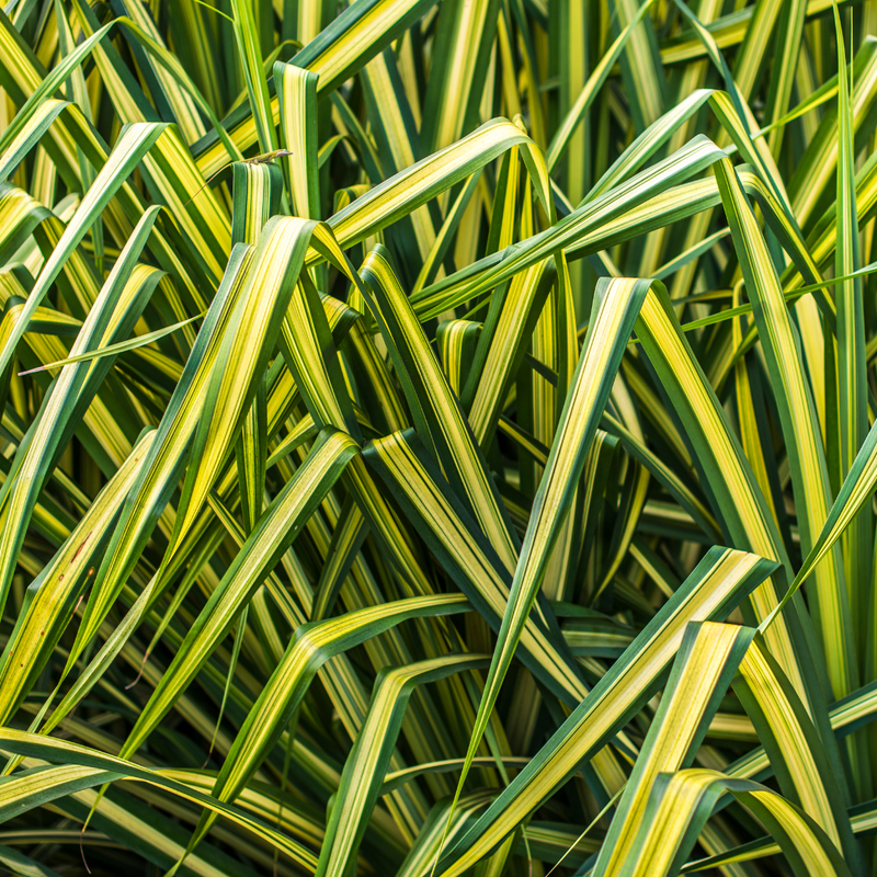 1 Large Plant - Everglow Carex Ornamental Grass, Outdoor Garden Ready Sedge