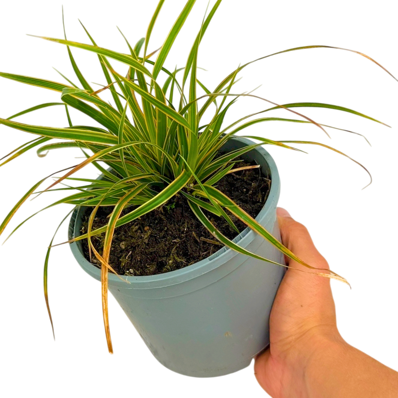 1 Large Plant - Everglow Carex Ornamental Grass, Outdoor Garden Ready Sedge