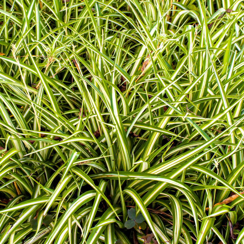 1 Large Plant - Everglow Carex Ornamental Grass, Outdoor Garden Ready Sedge