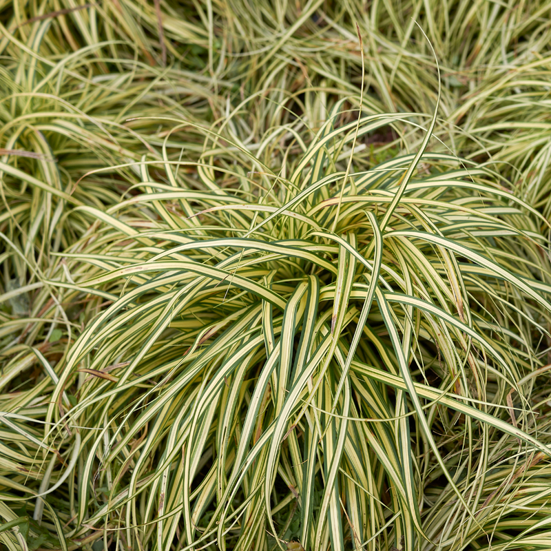 1 Large Plant - Evergold Carex Ornamental Grass, Outdoor Garden Ready Sedge