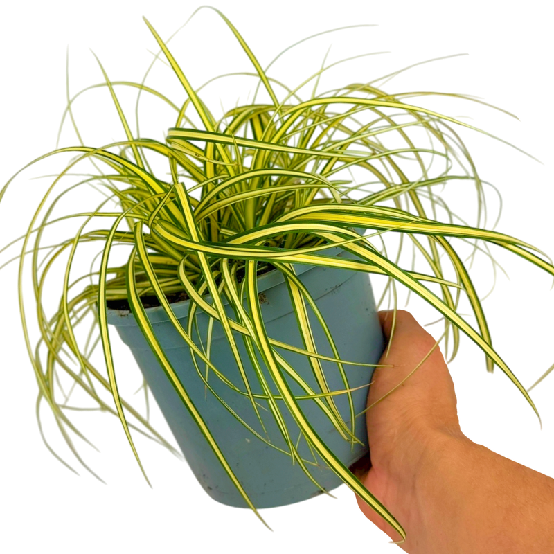Seege Carex Evergold Ornamental Grass, Outdoor Garden Ready Sedge, 2L Rootba ...