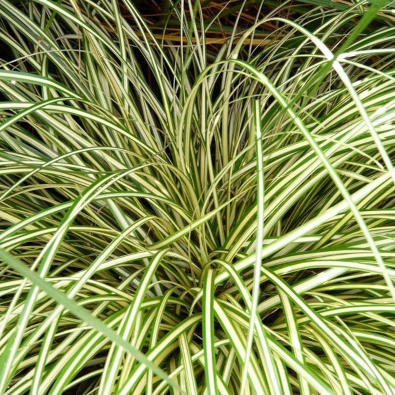 1 Large Plant - Evergold Carex Ornamental Grass, Outdoor Garden Ready Sedge