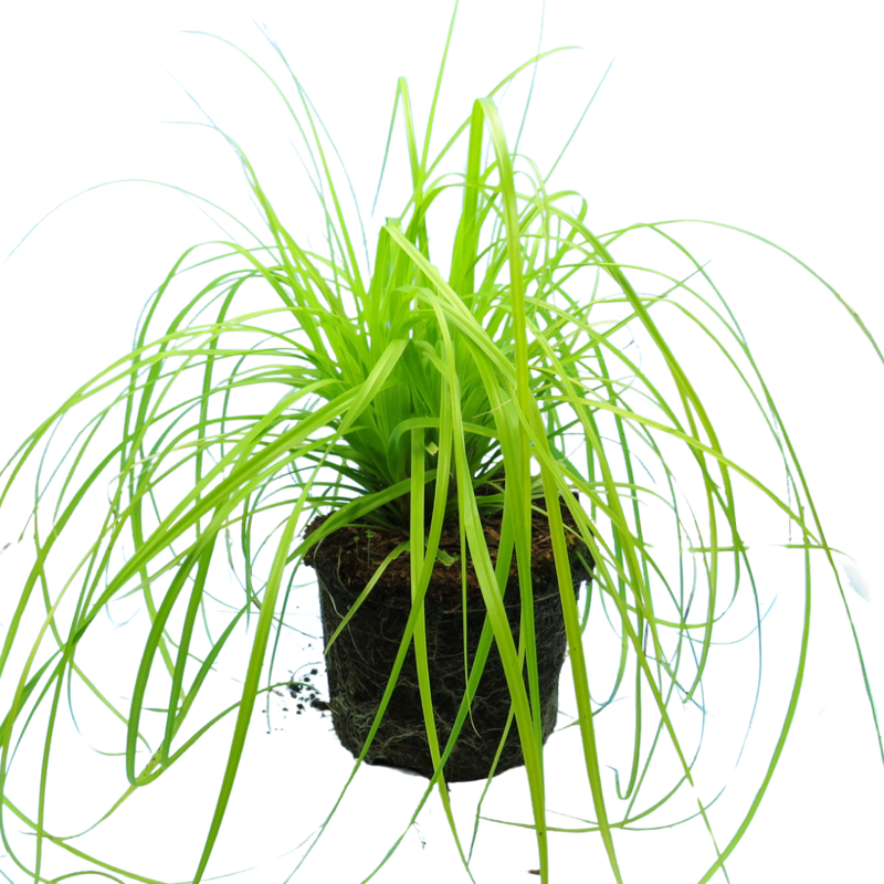 1 Large Plant - Everillo Carex Ornamental Grass, Outdoor Garden Ready Sedge