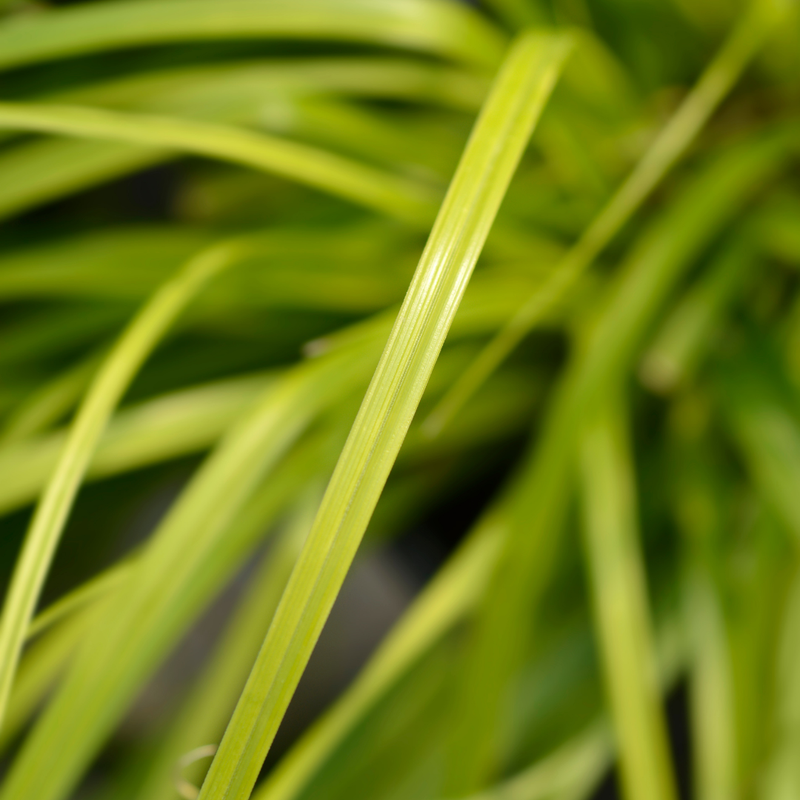 1 Large Plant - Everillo Carex Ornamental Grass, Outdoor Garden Ready Sedge