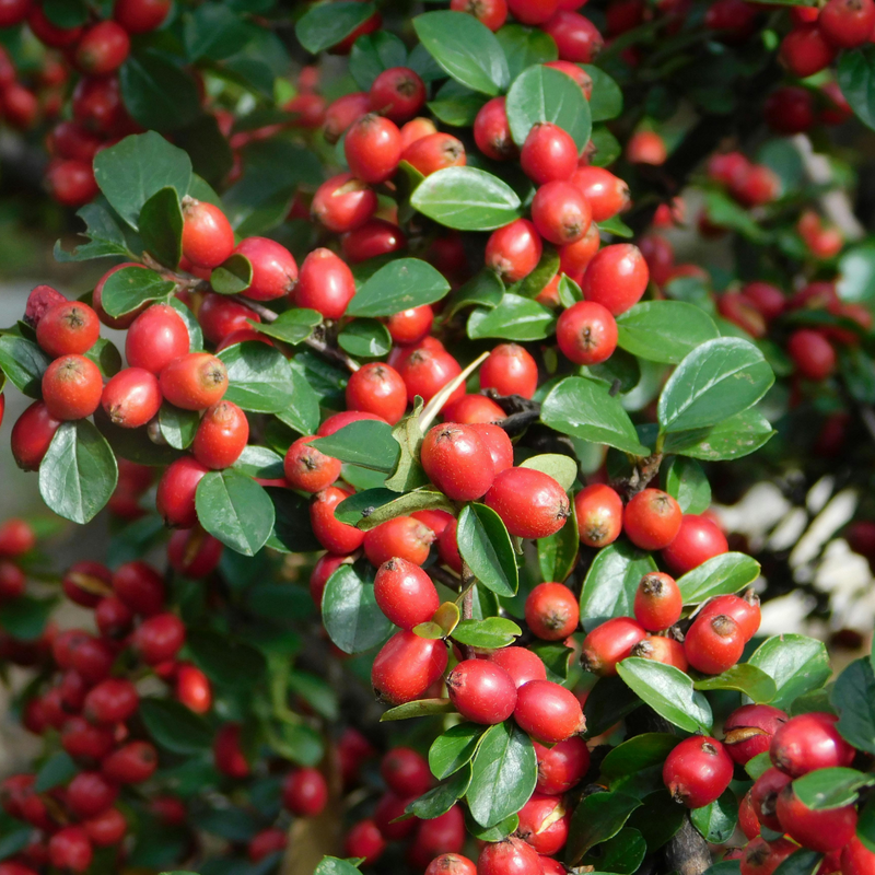 Cotoneaster Horizontalis 17cm/2L
