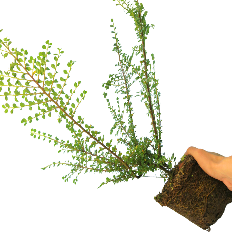 Cotoneaster Horizontalis 17cm/2L