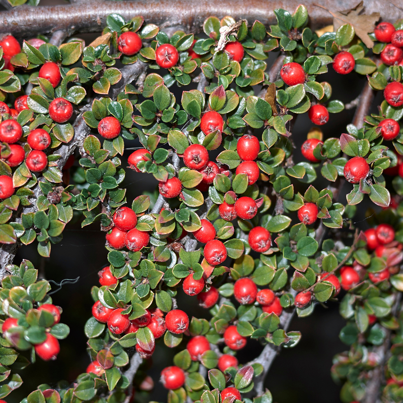 Cotoneaster Horizontalis 17cm/2L