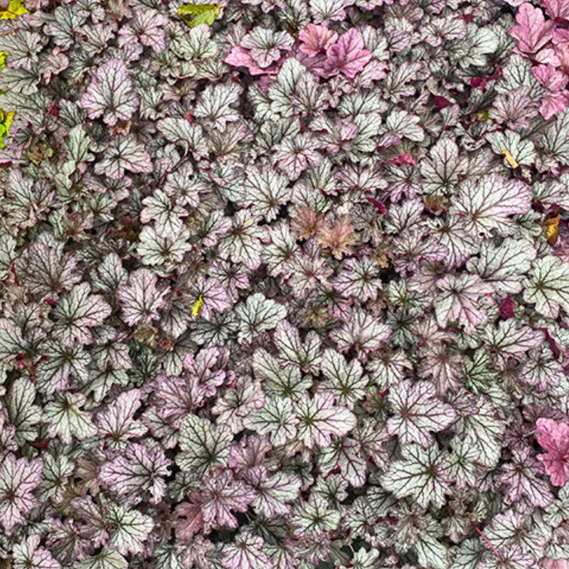 Heuchera Huckleberry, Ready to Plant in Your Garden, 1 x Large 2L Plant